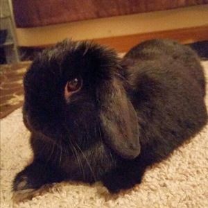 Meet your Posher, Natasha